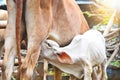 Calf suckling milk in morning, Young calf drinks milk from his m Royalty Free Stock Photo