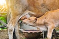 Calf suckling milk in morning, Young calf drinks milk from his m