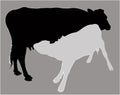 Calf suckling milk, silhouette vector Royalty Free Stock Photo