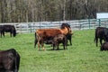 Calf Suckling on Mother Cow Royalty Free Stock Photo