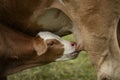 Calf suckling on the udder of the mother cow Royalty Free Stock Photo