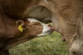 Calf suckling on the udder of the mother cow Royalty Free Stock Photo