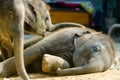 Calf Thai elephant sleeping, Thailand