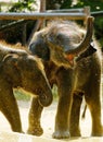 Calf Thai elephant, Thailand