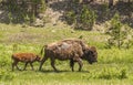 Calf trails mother bison in Custer State Park, Black Hills, SD, USA Royalty Free Stock Photo