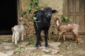The calf with two young goats.