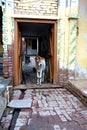 A Calf in Village Doorway Royalty Free Stock Photo