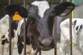 Close-up cute calf face image at the farm Royalty Free Stock Photo