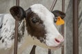 Close-up cute calf face image at the farm Royalty Free Stock Photo