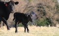 Calf walking with cow in spring pasture Royalty Free Stock Photo