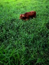 Calf that was left alone Royalty Free Stock Photo