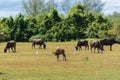 Calf among the water buffalo on the farm land