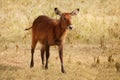 Calf of waterbuck, large antelope in Kenya reserve