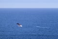 Calf whale breaching, exercising and getting stronger before traveling back to Antarctica. Individual young Southern right whale.