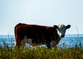 Calf with white head grazing by the sea Royalty Free Stock Photo