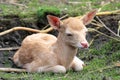 Calf White Stag