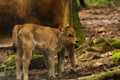 Calf in Wildpark