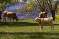 Calf in wood pasture in Spring