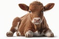 Lovely animal Calf - a young cow or bull