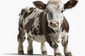 Lovely animal Calf - a young cow or bull