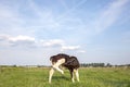 Calf, young cow with itching, flexible licking her knee, under a blue cloudy sky in a pasture Royalty Free Stock Photo