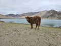 calf is a young domestic cow or bull Royalty Free Stock Photo