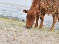 A calf is a young domestic cow or bull Royalty Free Stock Photo