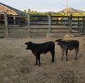 Young Calf cows in the farm