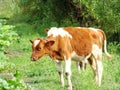 A calf, a young white cow with brown spots chewing grass on a green meadow Royalty Free Stock Photo