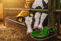 Calfs at modern agriculture stable Royalty Free Stock Photo