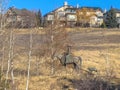 A sculptural representation of a cowboy astride a horse, accompanied by a coyote, situated Royalty Free Stock Photo