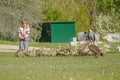 A little kid observing baby Canadian geese in a public park during spring Royalty Free Stock Photo