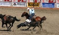 Cowboy wrestling steer to the ground