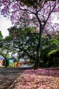 Three icons of Cali City: Chipichape Bridge, Sixth Avenue and Guayacan Tree