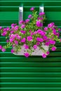 Calibrachoa flowers