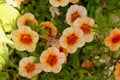 Calibrachoa `Minifamous Orange Red`, Mini petunia