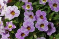 Calibrachoa parviflora - ZauberglÃÂ¶ckchen Royalty Free Stock Photo