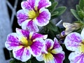 Calibrachoa Superbells Holly Cow, trailing perennial