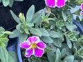 Calibrachoa Superbells Holly Cow, trailing perennial