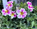 Calibrachoa Superbells Holly Cow, trailing perennial