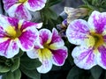 Calibrachoa Superbells Holly Cow, trailing perennial