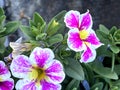 Calibrachoa Superbells Holly Cow, trailing perennial