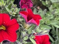 Calibrachoa Superbells Red, trailing perennial