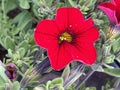 Calibrachoa Superbells Red, trailing perennial