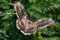 Calibri moth Sphingidae Royalty Free Stock Photo