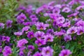 Calibrachoa in Bloom