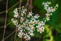 Calico Aster, Aster lateriflorus Royalty Free Stock Photo