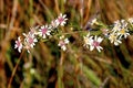 Calico Aster  605489 Royalty Free Stock Photo