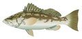 Calico Bass Royalty Free Stock Photo