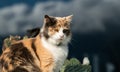 Calico breed cat with orange black and white shapes on it sitting in front of a window Royalty Free Stock Photo